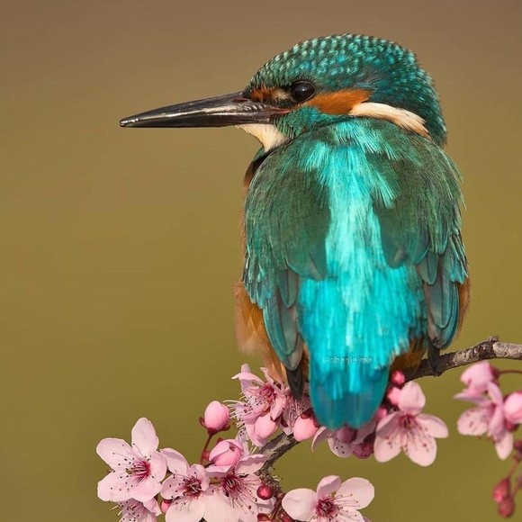 Meet your Posher, Maggie - Picture 1 of 1